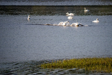 Obraz premium 2 Cygnes tuberculé se poursuivant sur l'eau