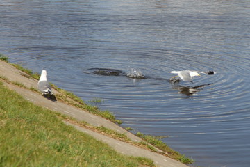A Seagull takes off from the water near the shore