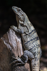 Caribbean Iguana