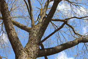 Beautiful dry thick branches of a bare tree in perspective against the blue sky at Sunny spring day