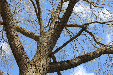 Obraz premium Beautiful dry thick branches of a bare tree in perspective against the blue sky at Sunny spring day