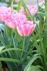 Rosa Tulpen blühen im Garten