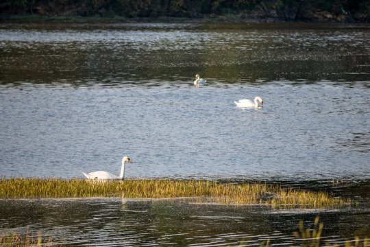 3 Cygnes tubercul&eacute; nageant sur l'eau