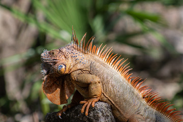 Iguana of Caribbean