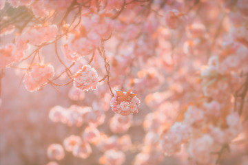 Cherry Blossom tree branch in golden hour evening light