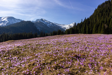 Crocuses (Crocus scepusiensis, saffron) field in Tatra mountains (Poland). Symbol of Kalatówki and Chochołowska glade at spring.