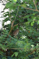 bird on a tree