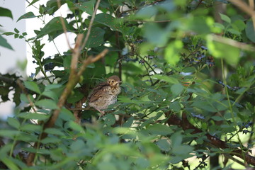 bird on a branch
