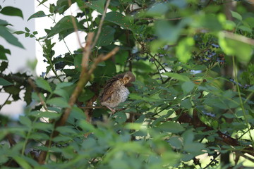 owl on tree