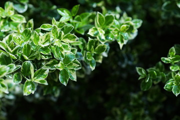Fototapeta na wymiar green leaves pattern background. greenery in garden. natural green plants landscape.
