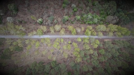 Aerial view of forest during spring time, light green trees.