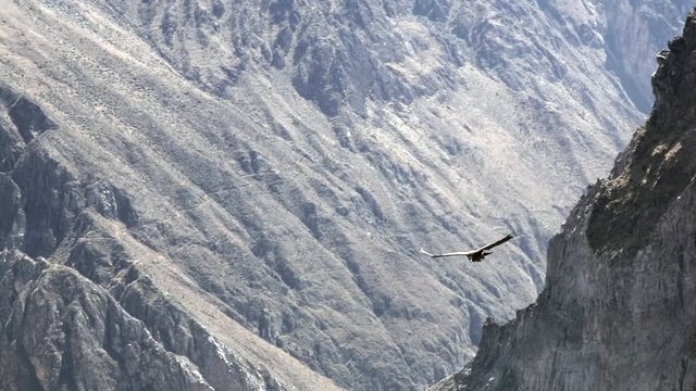 Condor flying above Colca canyon in Peru
