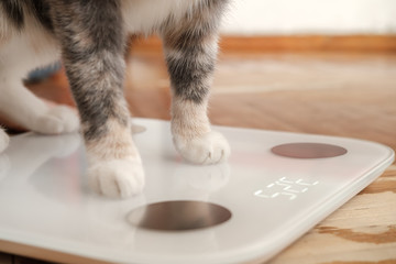 Cat paws stand on smart scales that makes bioelectric impedance analysis, BIA, body fat...