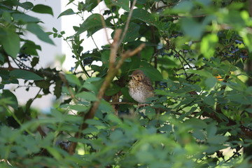 bird on a branch
