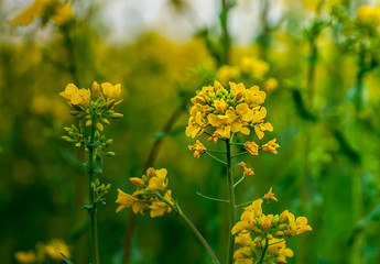 yellow flowers in the field