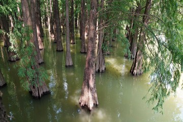 trees stand in the park's lake