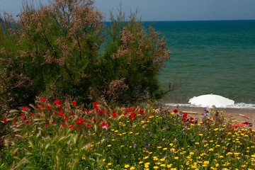 spiaggia vista mare con cespugli fioriti