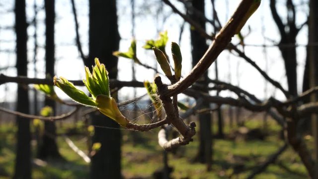 First spring buds on branch, close-up image.