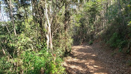 Trilha na Mata