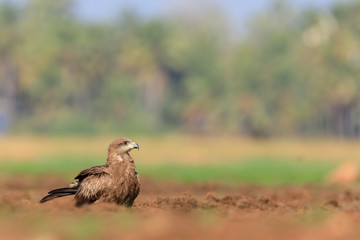 Photos of black kite - Milvus migrans