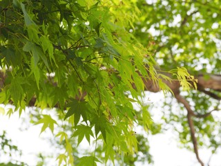 新緑のモミジの葉