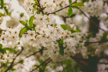 cherry tree blossom