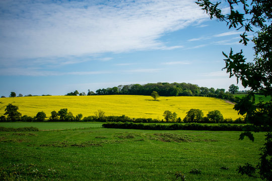 A beautiful bright and vivid landscape image of rape fields, green meadows, full lush trees and rolling countryside in the South West of England.  A peaceful and tranquil scene.