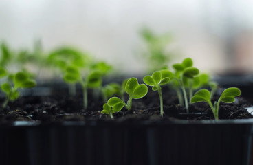Young seedlings of Beijing cabbage