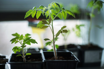 Young tomato seedlings i