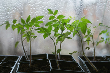 Young tomato seedlings