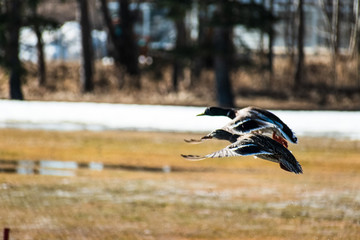 Glide