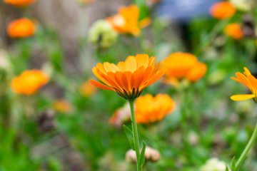 orange flower in the garden