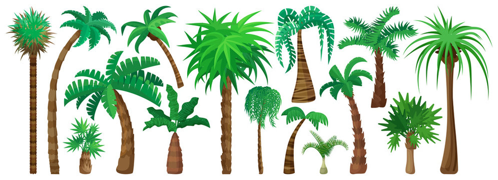 Palm tree isolated cartoon set icon. Vector illustration tropical forest on white background. Vector cartoon set icon palm tree.