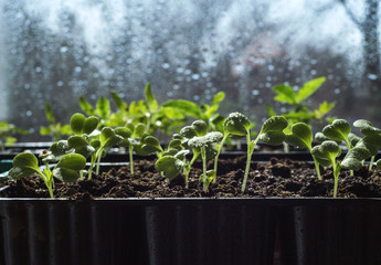 Young seedlings of Beijing cabbage