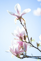 Magnolia blossom