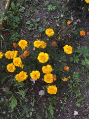 yellow flowers in the garden