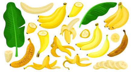 Banana isolated cartoon set icon. Vector illustration tropical fruit on white background.Cartoon vector set icon banana .
