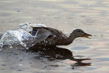 Mallard (Anas platyrhynchos) - a bird from the duck family (Anatidae), swims on the lake
