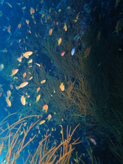 Fototapeta na wymiar amazing fishes and reef