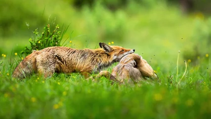 Foto op Plexiglas Adult red fox, vulpes vulpes, holding dead roe deer, capreolus capreolus, doe by neck on meadow with green grass in summer. Mammal predator with kill. Concept of animal hunting. © WildMedia