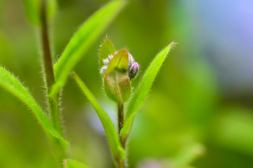 Spring flower buds