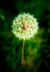dandelion on green background