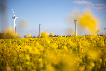 Windpark im Rapsfeld