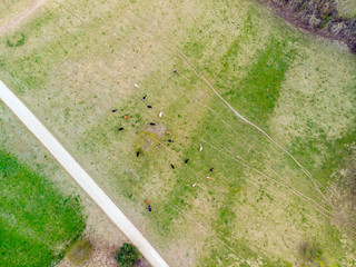 Top down view of an cow herd next to an dirt road