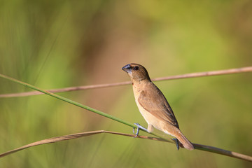 silverbill find food in the summertime