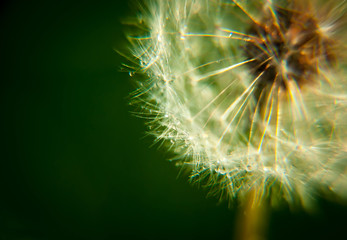 dandelion seed head