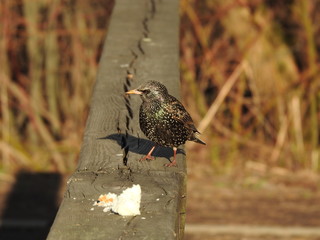 Common starling