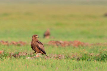 Photos of black kite - Milvus migrans