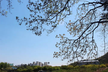 축널어진 나무가지