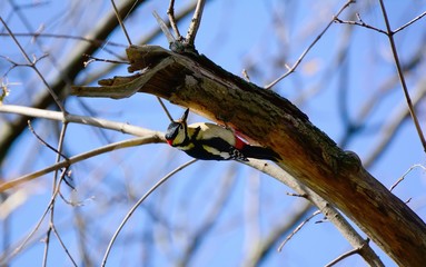 woodpecker on a tree